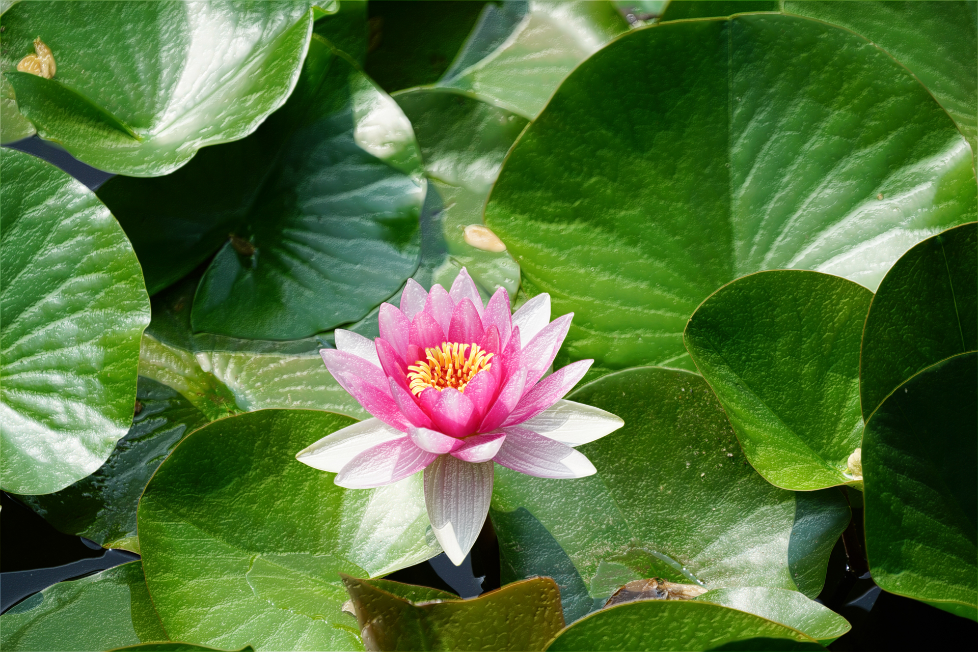 处理后图片